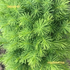 Islands w/ DJ B.Lo - November 9th 2023