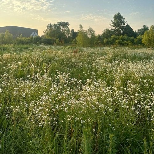 same thing w/ cohjo (sil)