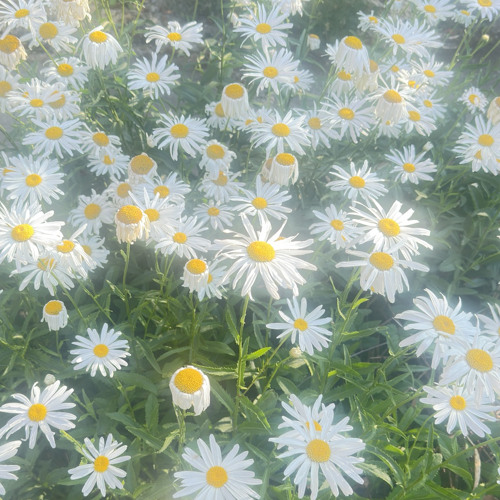 you're the devil in my ear, the lover in my backseat (strawberry blood)