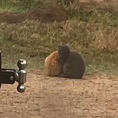 i cry with my friends (irby)