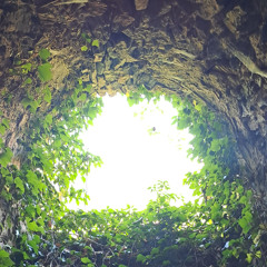 Lizards In The Old Stone Wall