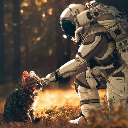 Vandebo Ft. Saryuna - Dungun Dangan