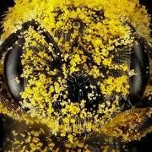 Bumble Nest (Psygressive 134bpm)