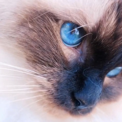 Of those before you - HugoM