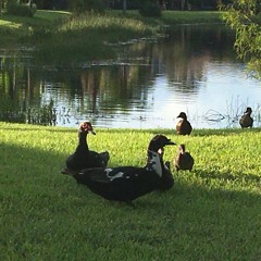 walk in the park