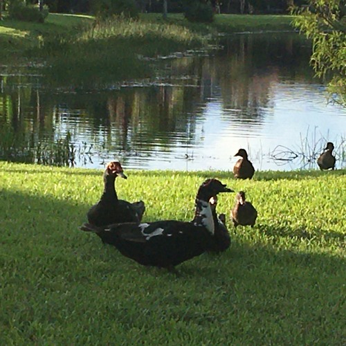 walk in the park