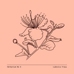 Herbarium No 4 - Ludovica Frauu - Capparis Spinosa