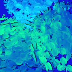 ELDERFLOWERRR