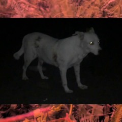 Stray
