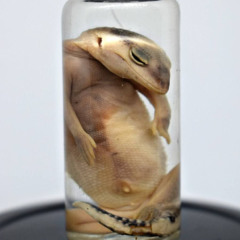 повесть безумного гомункула + tony maxxing (cut.)