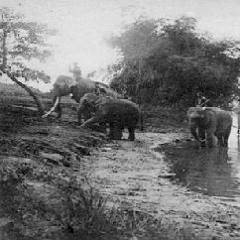 chú voi con ở bản đôn - trần hiếu(thu thanh sau 1975)