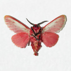 safehouse interlude (be.)