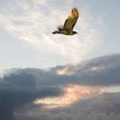 Hawks Of Moon Mountain