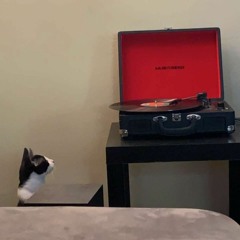 cats and records