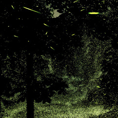 FIREFLIES [P. VERYALONE]