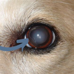 Best Dog Eye Cataracts Treatment Reviews