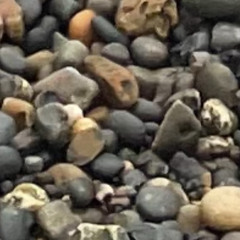 pebble jump (live recording)