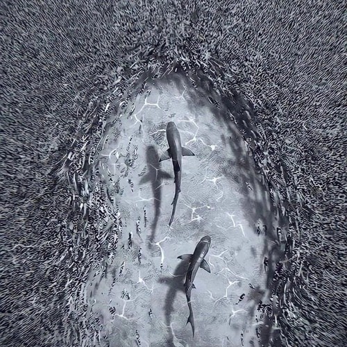 trappz - nyc