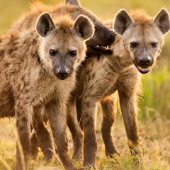 Олег Брагинский. Обожаю кормить гиен: манифест любителя троллей. Читает Даниил Шмитт