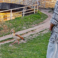 Anna’s platyrhyncos (ft washingmachinepub)