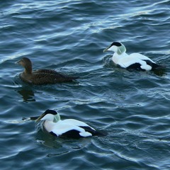 Eiders in Amble Harbour