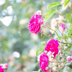 羽根 ～lay down my arms～/Cocco/cover lisn