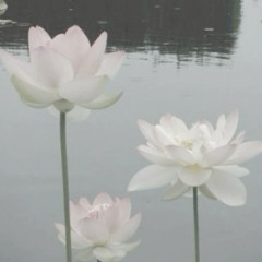 LOTUS - Slowed