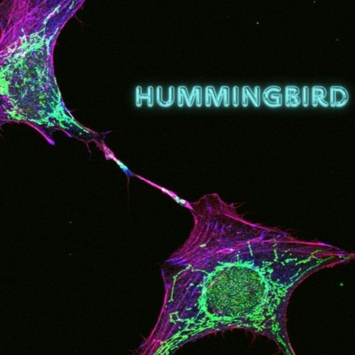 Hummingbird