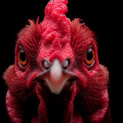 MC GW - BEAT DA GALINHA ( DJ ISAACZIN DA ZN & DJ DOUGLINHAS )