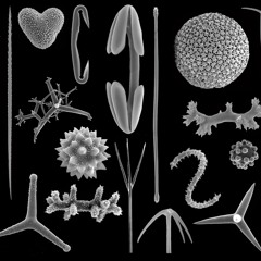 Spicules II (2023) for cello and chamber orchestra