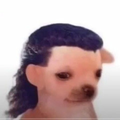 ai cachorro zn TO DE VOLTA PORRA