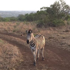 Best Bigfive Safari Full Day Guided Private Transfer From Cape Town Tours Review