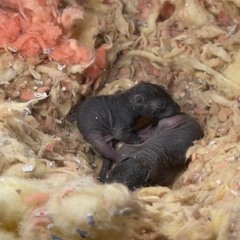 AAAC Wildlife Removal - Squirrel Removal Tulsa