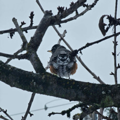 and by it i mean this sogn