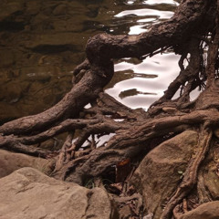 wadi al-asal