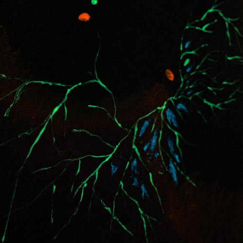 Symbiosonification with Ganoderma sessile.