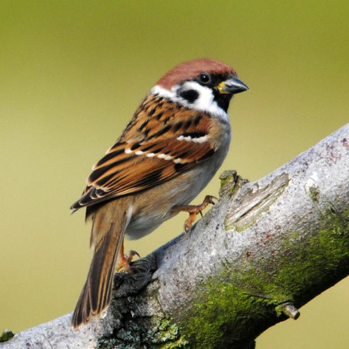 How to Attract Sparrows to Your Backyard Feeder?