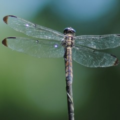 Rapier Blade