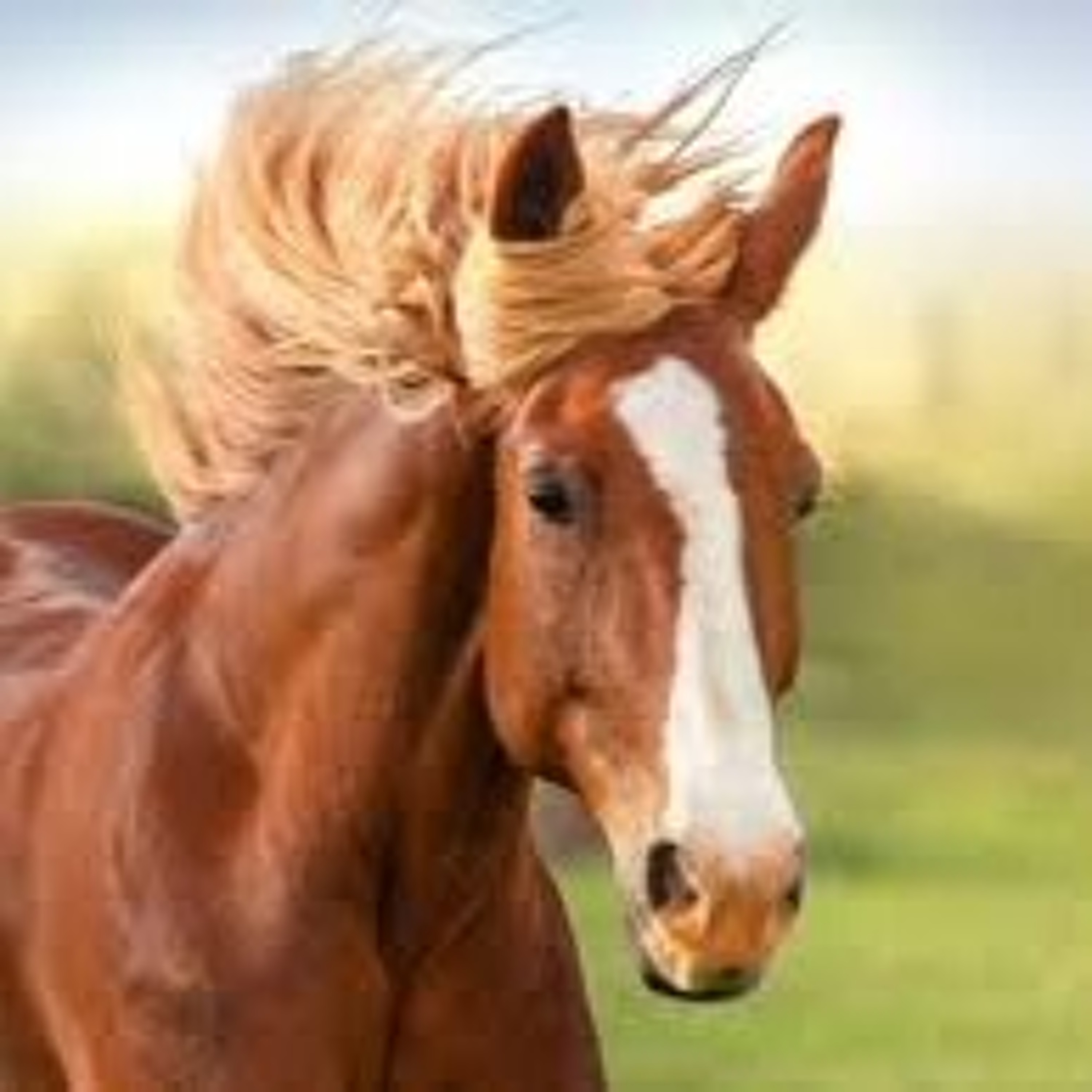 Predicting Emotional Behaviors Using AI and Interactions with Horses With Marc Herrero (18.01.21) episode artwork