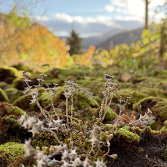 2026-03-21 Soft Haze - Mixed By Szentendre