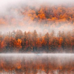 koruny stromov