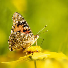 syndae - episode 789