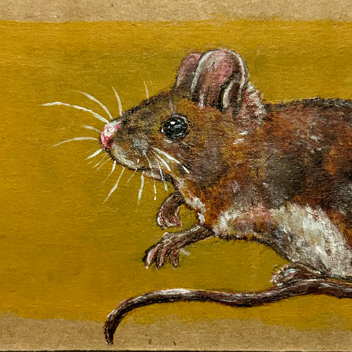 Mouse In The Pantry