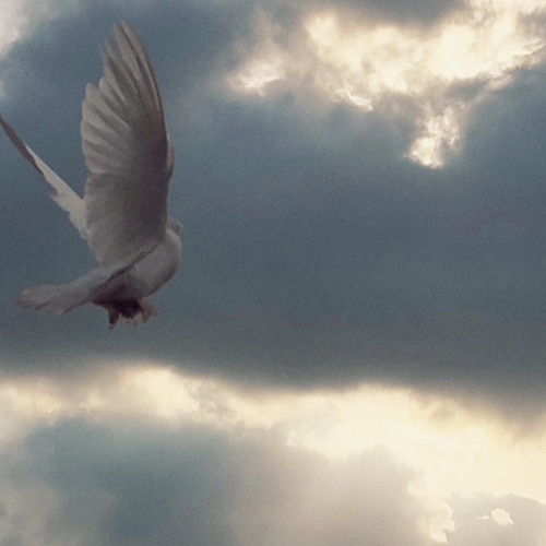 الله يعلم |عبد العزيز الراشد