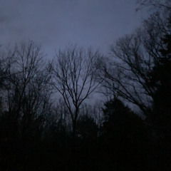 TheWolfInTheSuixideForest (PROD.CRCL)