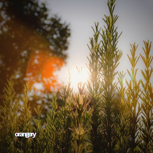 Rosemary