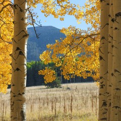 Falling in Love (Pretty Lights Live @ The Gorge Night 1 2017)