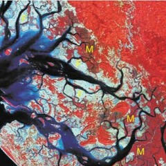 Tropicana Mangroove Jungle