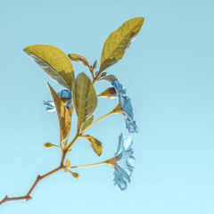 Sebby Kowal - Flowers
