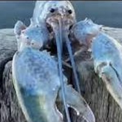 lobter